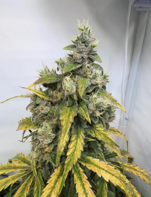 Mephisto and Dutch Passion. Week 9 - Dead Lot - D60