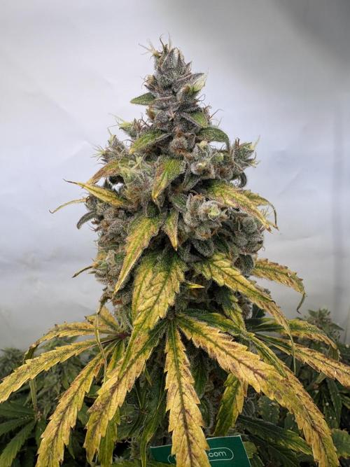 Mephisto and Dutch Passion. Week 10 - Dead Lot - D67