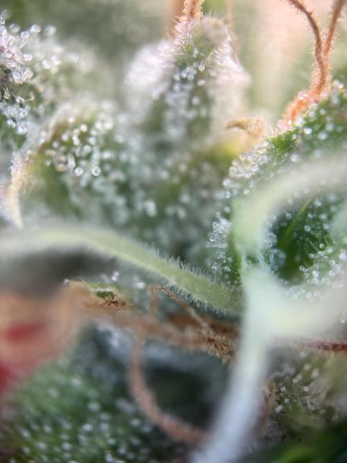 Mephisto and Dutch Passion. Week 10 - Dead Lot - D67