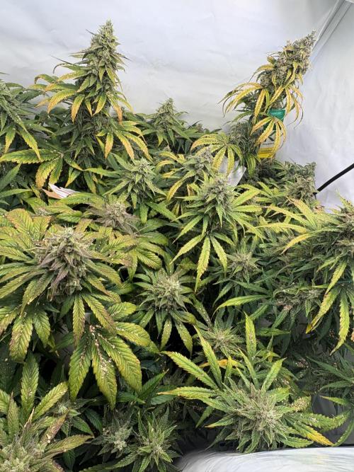 Mephisto and Dutch Passion. Week 10 - D67