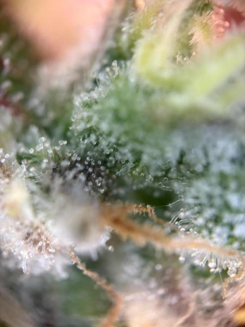 Mephisto and Dutch Passion. Week 10 - Auto Xtreme - D67