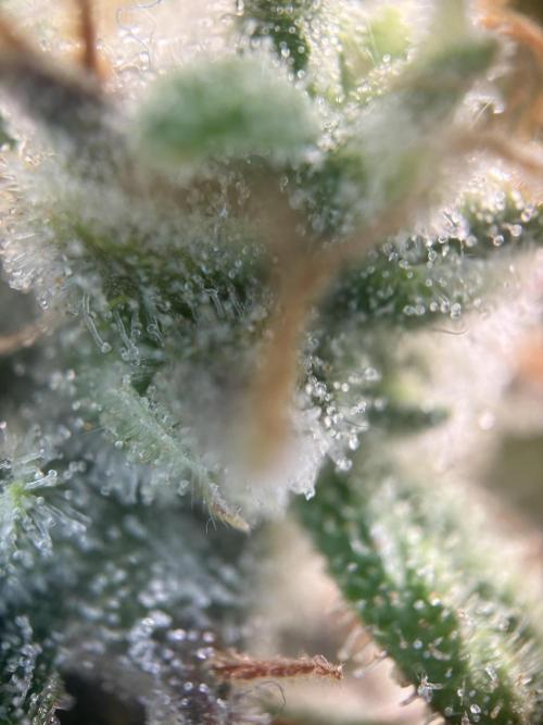 Mephisto and Dutch Passion. Week 10 - FS X SC - D67