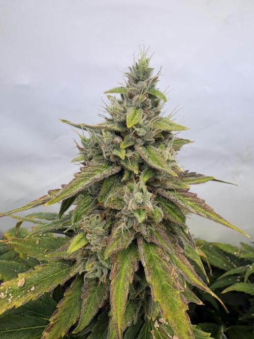 Mephisto and Dutch Passion. Week 10 - Headbanger 505 - D67