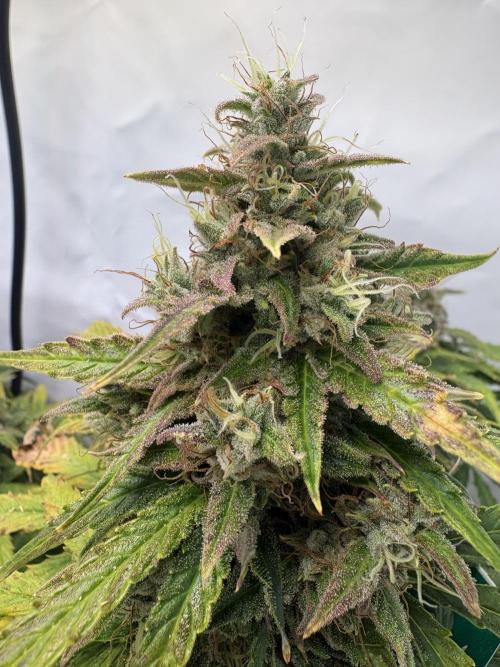 Mephisto and Dutch Passion. Week 10 - Auto Xtreme - D67