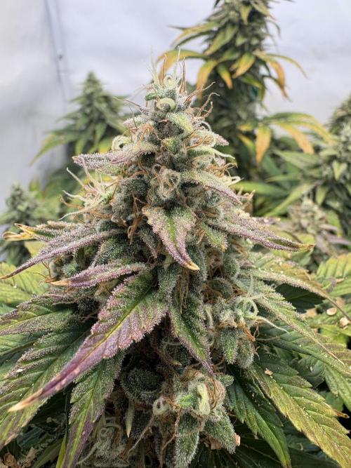 Mephisto and Dutch Passion. Week 10 - FS X SC - D67