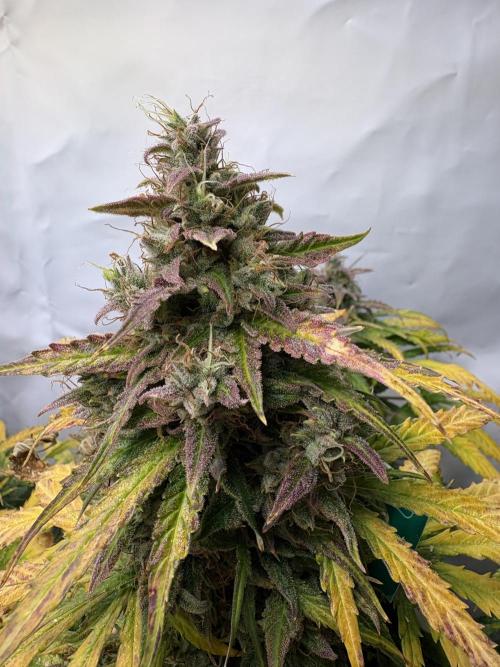 Mephisto and Dutch Passion. Week 11 - Auto Xtreme - D74