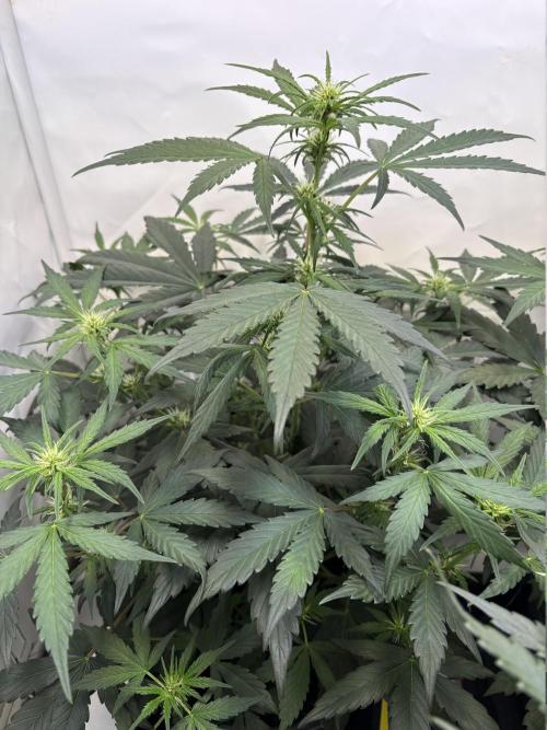 505 Headbanger. Week 6 - #1 - D36