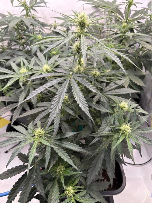 505 Headbanger. Week 6 - #2 - D36