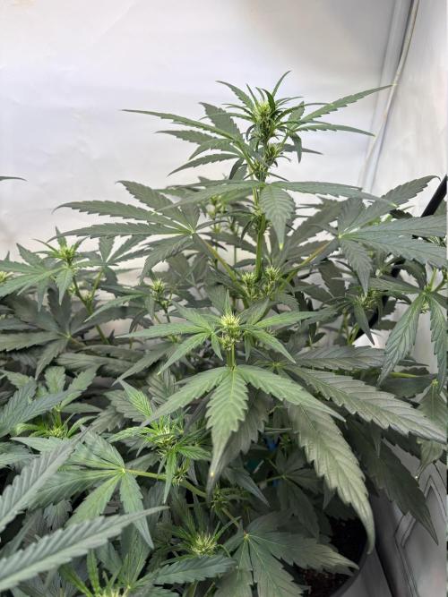 505 Headbanger. Week 6 - #3 - D36