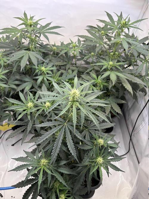 505 Headbanger. Week 6 - D36