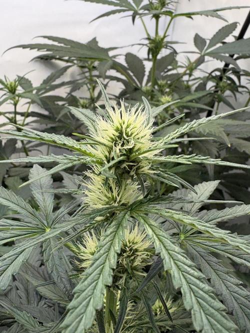 505 Headbanger. Week 6 - #2 - D36