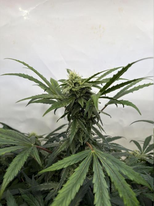 505 Headbanger. Week 8 - D50  -  #1