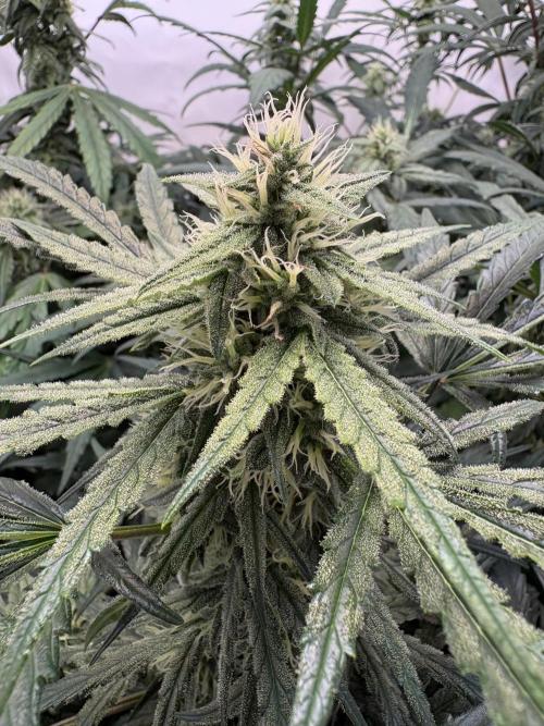 505 Headbanger. Week 8 - D50  -  #2