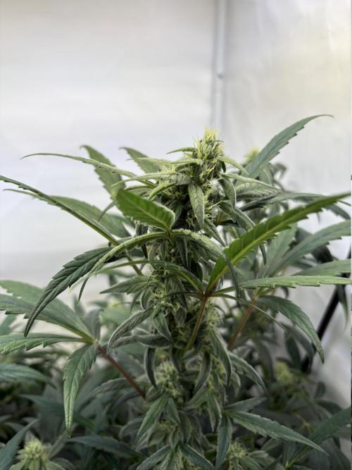 505 Headbanger. Week 8 - D50  -  #3