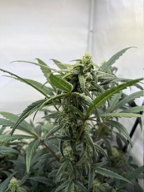 505 Headbanger. Week 8 - D50  -  #3