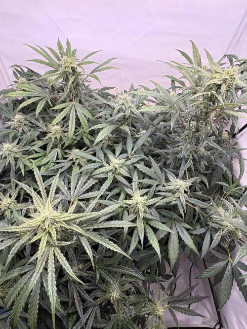 505 Headbanger. Week 8 - D50 