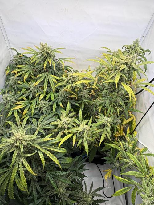 505 Headbanger. Week 10