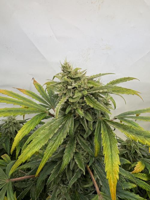 505 Headbanger. Week 10 - D64 - #1