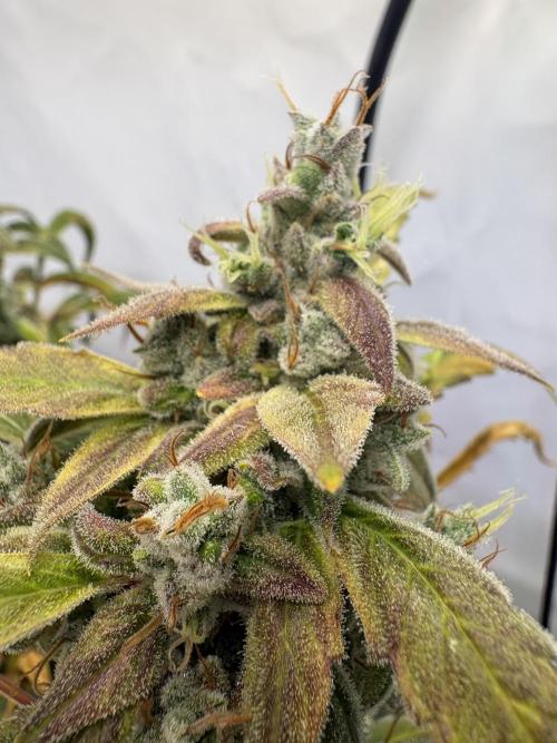 505 Headbanger. Week 11