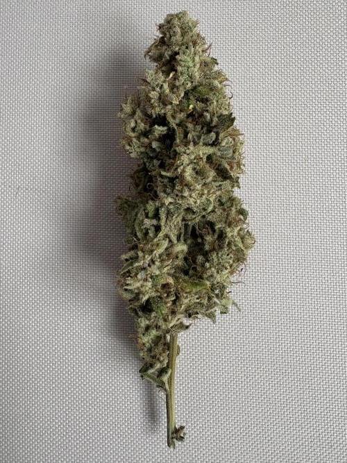 Mephisto and Dutch Passion. Week 12 - 505 Headbanger 2 weeks cured