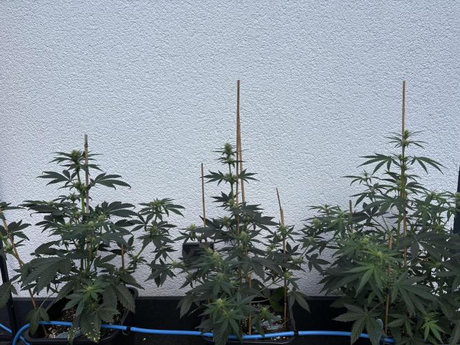 Mephisto Outdoor Sativas. Week 5 - D38