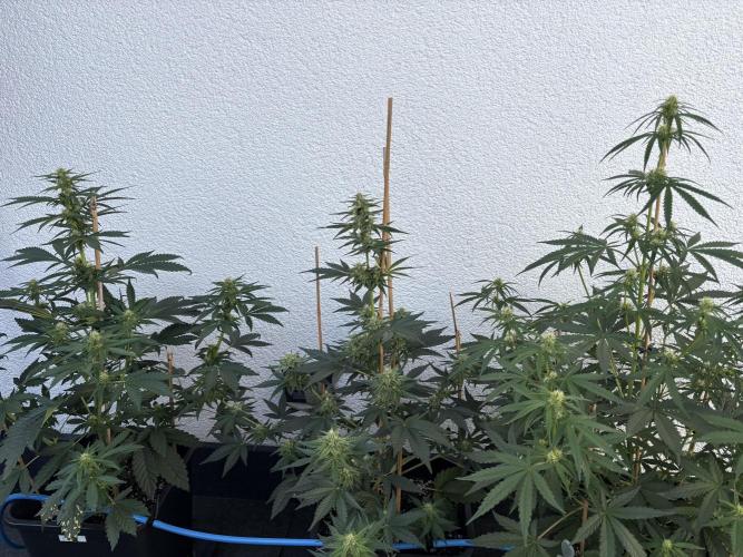 Mephisto Outdoor Sativas. Week 6 - NCH, CC, OSB - D45