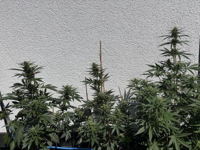 Mephisto Outdoor Sativas. Week 7 - D51
