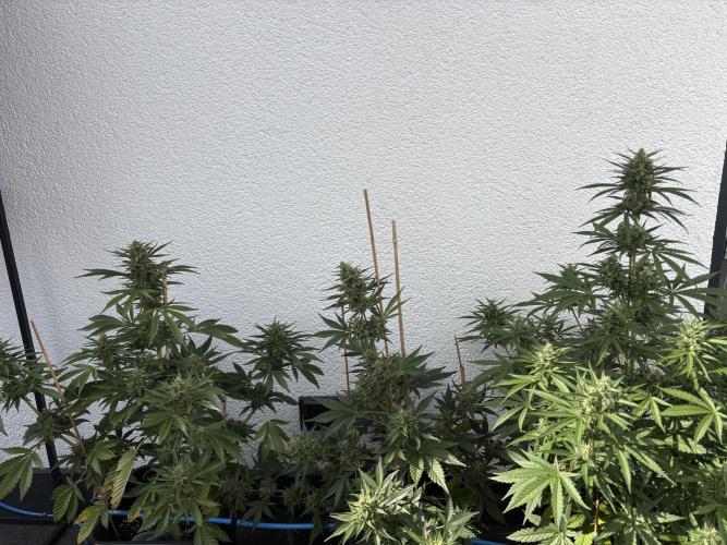 Mephisto Outdoor Sativas. Week 8