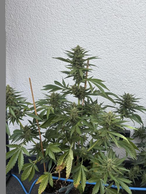 Mephisto Outdoor Sativas. Week 8 - NCH - D57