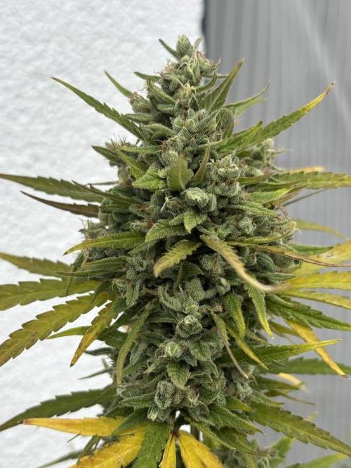 Mephisto Outdoor Sativas. Week 10 - OSB - D81