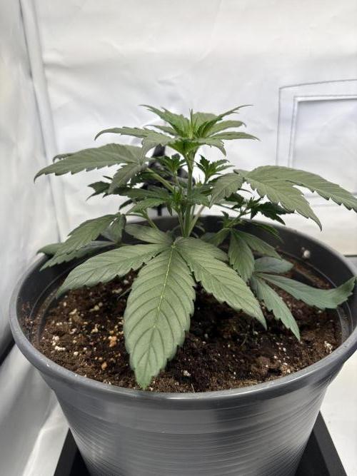 505 Headbanger. Week 4 - #1 - Day 22