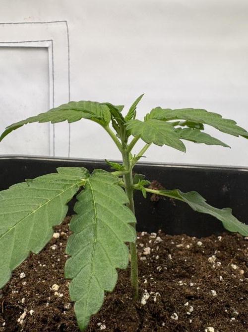 Mephisto Outdoor Sativas. Week 2 - NCH - D14