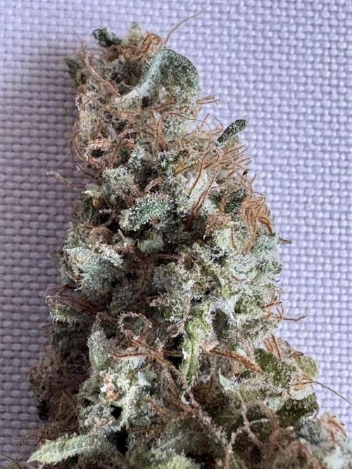 Mephisto and Dutch Passion. Week 12 - FS x SC 2 weeks cured - 2x