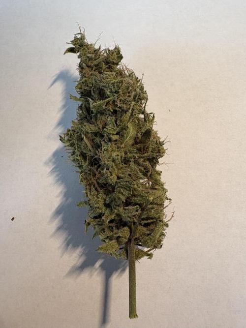 505 Headbanger. Week 12 - #2