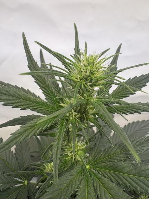 Mephisto Outdoor Sativas. Week 4 - CC - D28