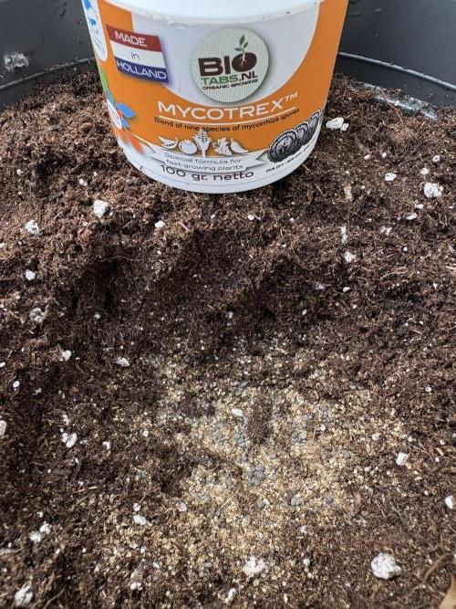 505 Headbanger. Week 0 - Mycorrhiza beneath the mud pie