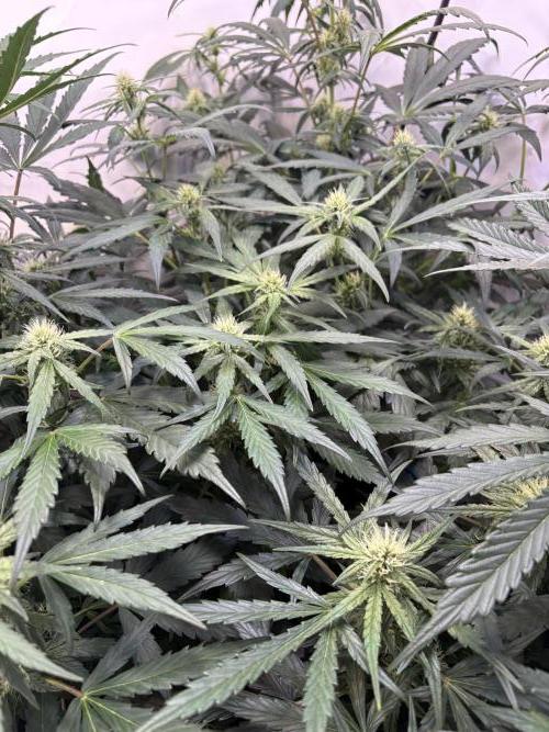 505 Headbanger. Week 7 - D43