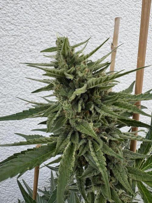 Mephisto Outdoor Sativas. Week 8 - CC - D57