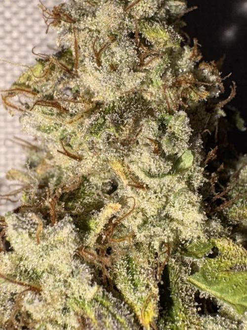 Mephisto and Dutch Passion. Week 12 - 505 Headbanger 2 weeks cured - 2x flash