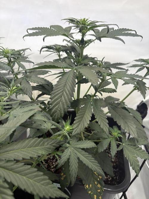 Mephisto Outdoor Sativas. Week 4 - NCH - D28