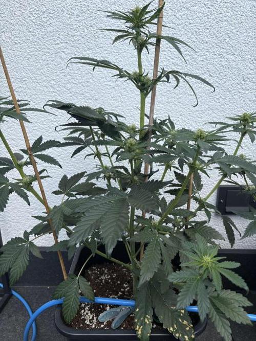 Mephisto Outdoor Sativas. Week 5 - NCH - D38