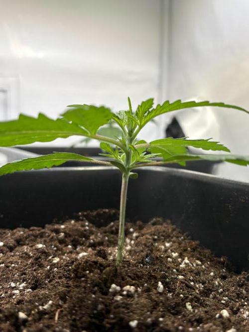 Mephisto Outdoor Sativas. Week 2 - OSB - D14