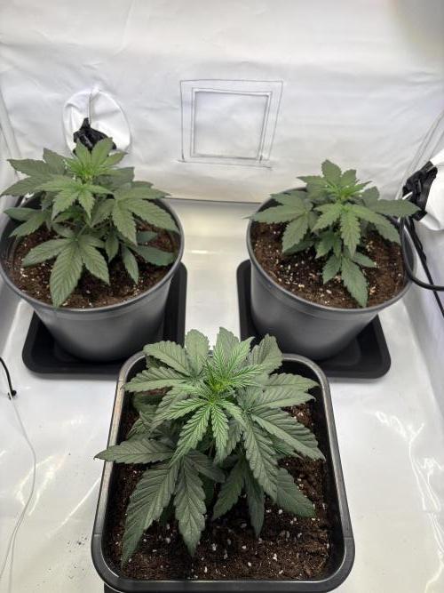 505 Headbanger. Week 4 - Day 22