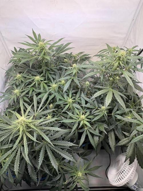 505 Headbanger. Week 7 - D43 - after rearrangement