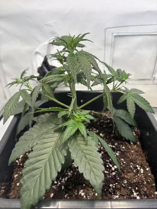 Mephisto Outdoor Sativas. Week 3 - CC - D20