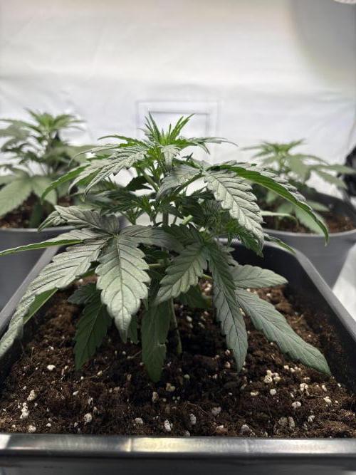 505 Headbanger. Week 4 - #2 - Day 22