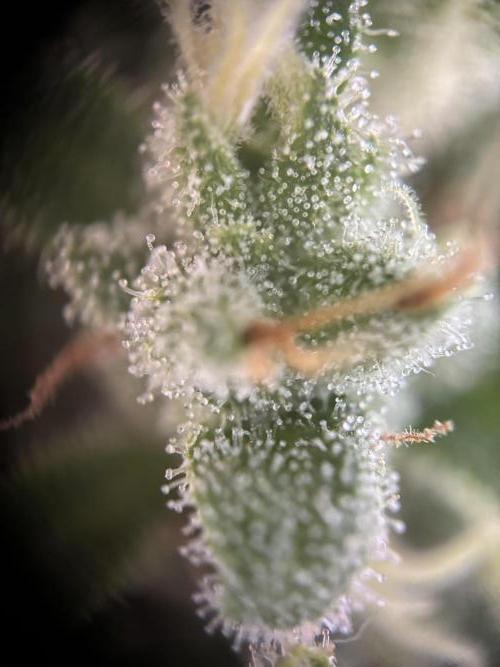 Mephisto Outdoor Sativas. Week 9