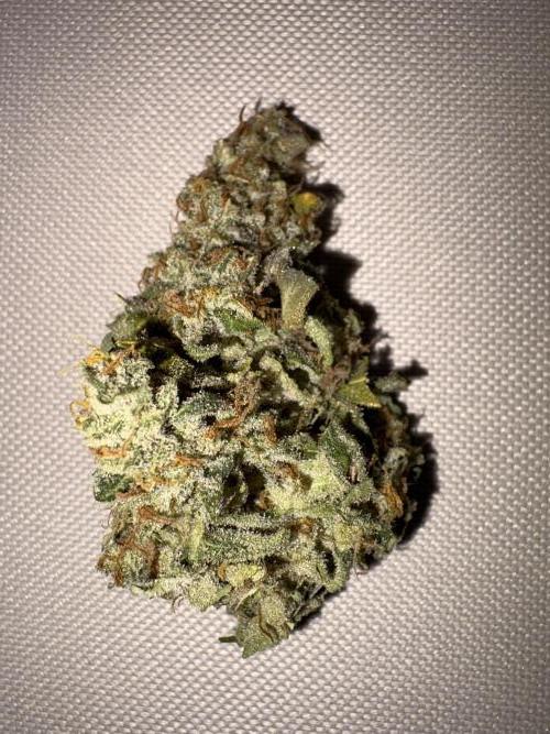 Mephisto and Dutch Passion. Week 12 - Dead Lot 2 weeks cured - flash