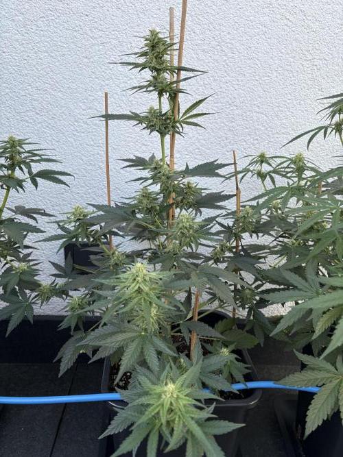 Mephisto Outdoor Sativas. Week 6 - CC - D45