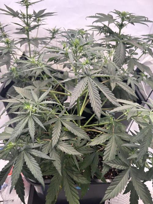Mephisto Outdoor Sativas. Week 4 - OSB - D28